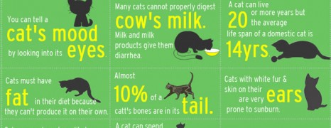 Strange Facts About Cats
