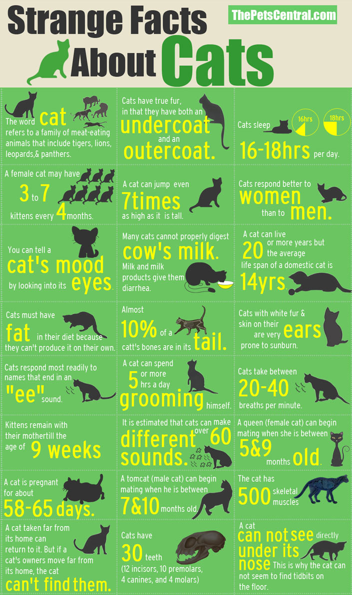 Strange-Facts-About-Cats-infographic