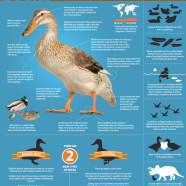 Facts about Ducks