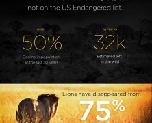 Save African Lions