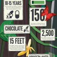 What to Know About Rainforests