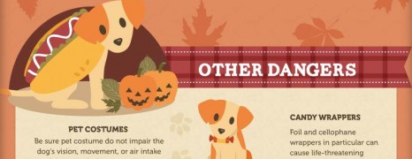 Puppy Care Tips in Fall